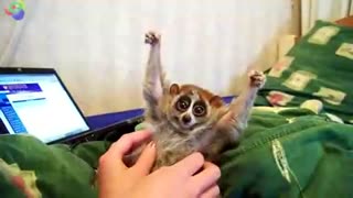 Cute lemur slow loris