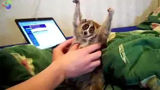 Cute lemur slow loris